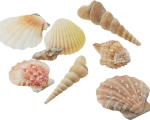 SHELL