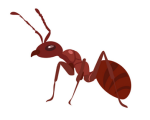 ant 