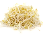 BEAN SPROUT