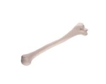 BONE