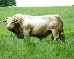 BULL