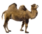 camel