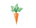 CARROT
