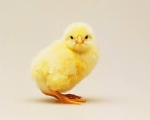 CHICK