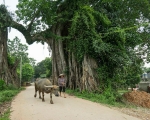 BANYAN TREE