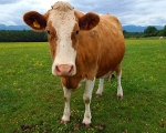 COW