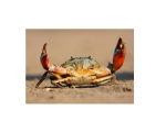 CRAB