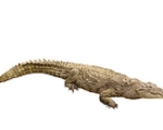 crocodile