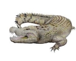 CROCODILE
