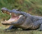 CROCODILE