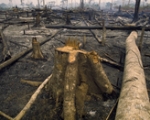 DEFORESTAION