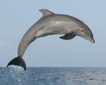 dolphin