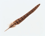 FEATHER