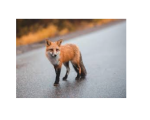FOX