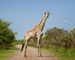 giraffe