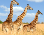 Giraffes 