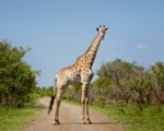 GIRAFFE