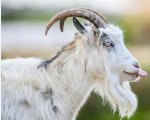Goat 