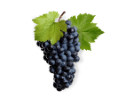GRAPE