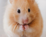 Hamster 
