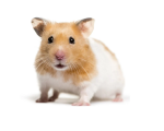 HAMSTER