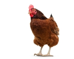 HEN