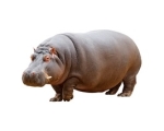HIPPOPOTAMUS (HIPPO)