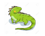 iguana