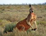 KANGAROO