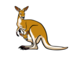 kangaroo 