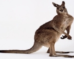 kangaroo