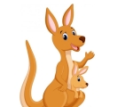 KANGAROO