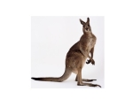 KANGAROO