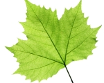 LEAF