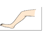leg