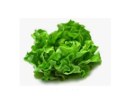 LETTUCE