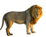 lion