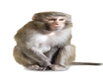 monkey