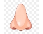NOSE
