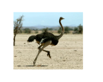 OSTRICH