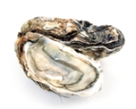 OYSTER