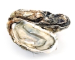 oyster