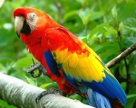 PARROT