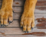 PAW