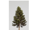 PINE