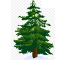 PINE