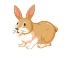 rabbit 