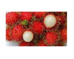 RAMBUTAN