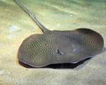 stingray