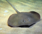 STRINGRAY